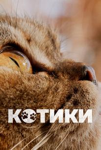 Котики