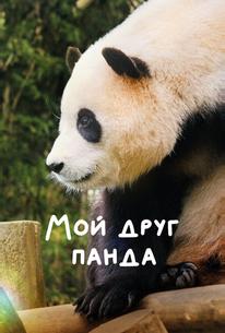 Мой друг панда