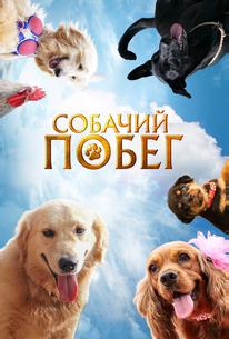 Собачий побег
